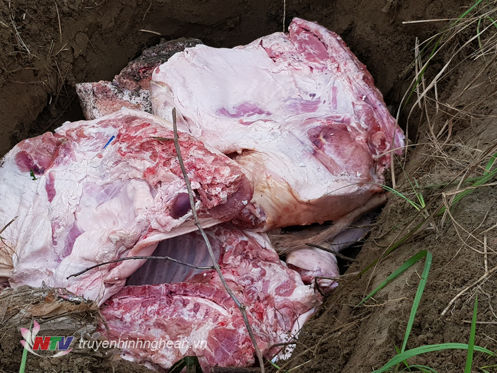 Toàn bộ số thịt trên được tiêu hủy theo đúng quy trình và có sự giám sát của cán bộ Trạm CSGT Diễn Châu