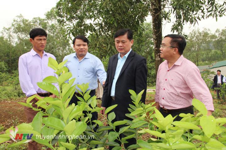 Gia đình anh Trần Trọng Bính cũng đang làm mô hình trồng chanh không hạt với sự hỗ trợ của Sở Khoa học và Công nghệ và huyện Đô Lương. 