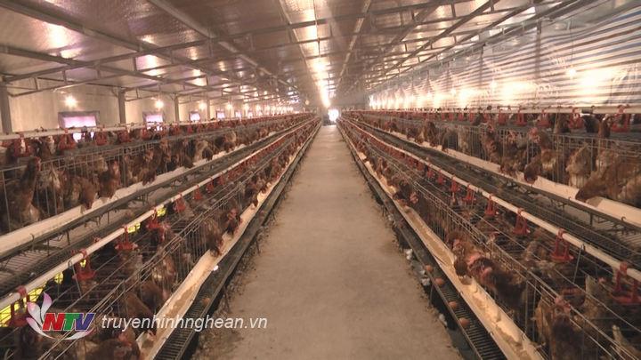 Mô hình chăn nuôi gà thả vườn hướng đặc sản tại xã Vĩnh An Ðạt hiệu quả  kinh tế  Báo điện tử Bình Định
