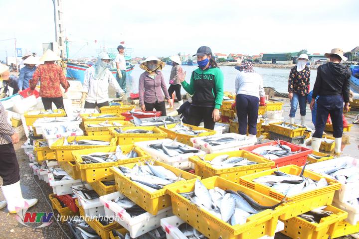 Đội tàu vây ở một xã Nghệ An khai thác hải sản thu gần 13 tỷ đồng