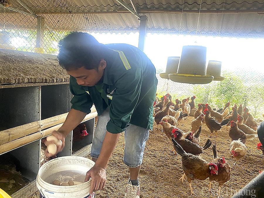 Theo anh Cao Văn Cường (Nghĩa Hoàn - Tân Kỳ), mức giá trứng bán ra quá thấp khiến mỗi ngày hộ chăn nuôi này phải bù lỗ 1,6 triệu đồng cho 2.000 trứng.