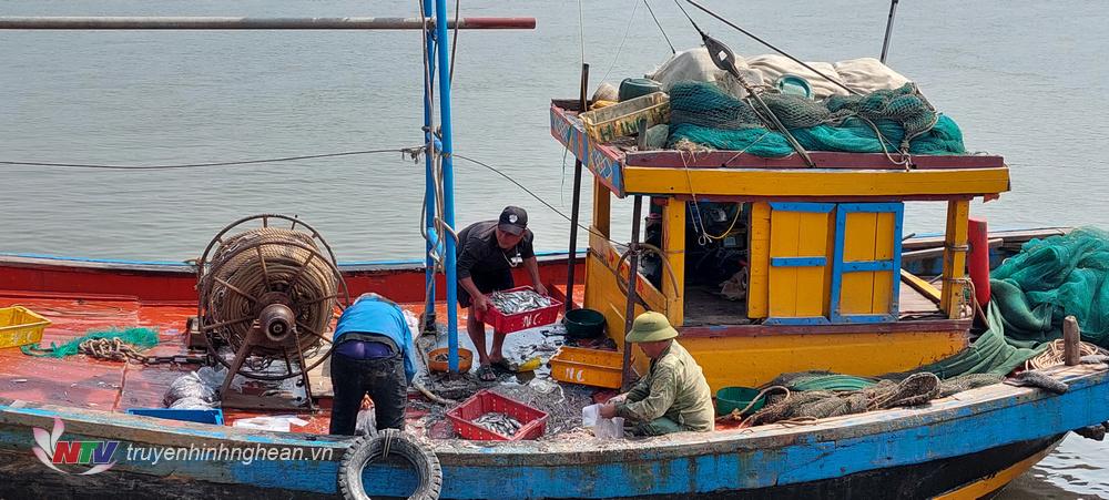 Ngư dân Diễn Ngọc  chỉ đánh bắt được các loại hải sản nhỏ, giá trị thấp.