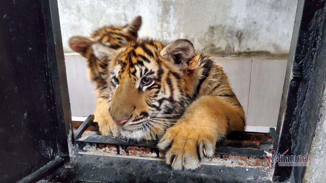 Dụ 7 con hổ ở Nghệ An vào lồng sắt để chuyển giao mà không cần thuốc mê