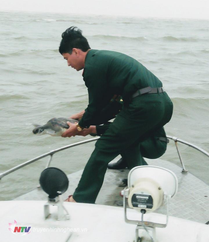  Lực lượng chức năng thả cá thể rùa biển về với tự nhiên tại vùng cửa Lạch Vạn.