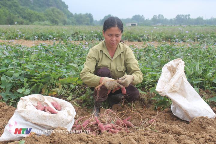 Năm nay gia đình chị Trần Thị Sen trồng 2,5 sào khoai lang, hiện tại đang vào vụ thu hoạch.