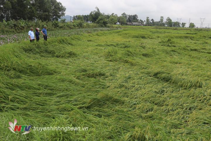 Các địa phương tập trung cứu lúa bị đổ gãy sau đợt mưa lớn