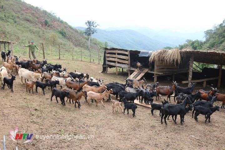 Huyện Châu Thành Mô hình chăn nuôi dê đạt hiệu quả kinh tế  Đài Phát  thanh và Truyền hình Long An