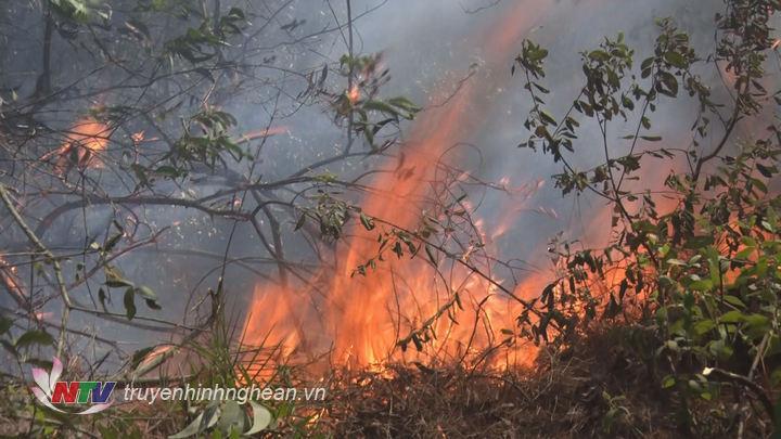 Cháy rừng thông ở huyện Diễn Châu