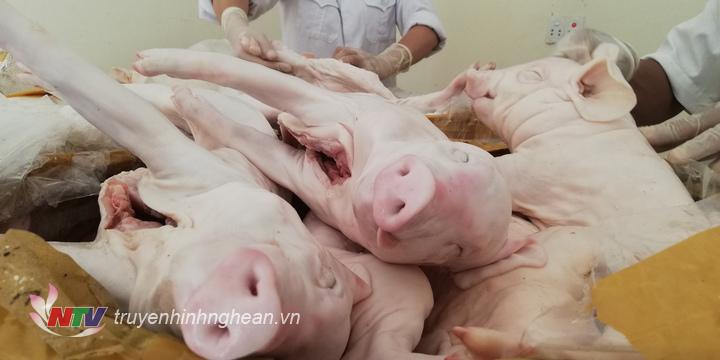  Số lợn con đã qua sơ chế bị bắt trong vụ vận chuyển.