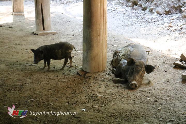 Ổ dịch tả lợn châu phi ở Kỳ Sơn.