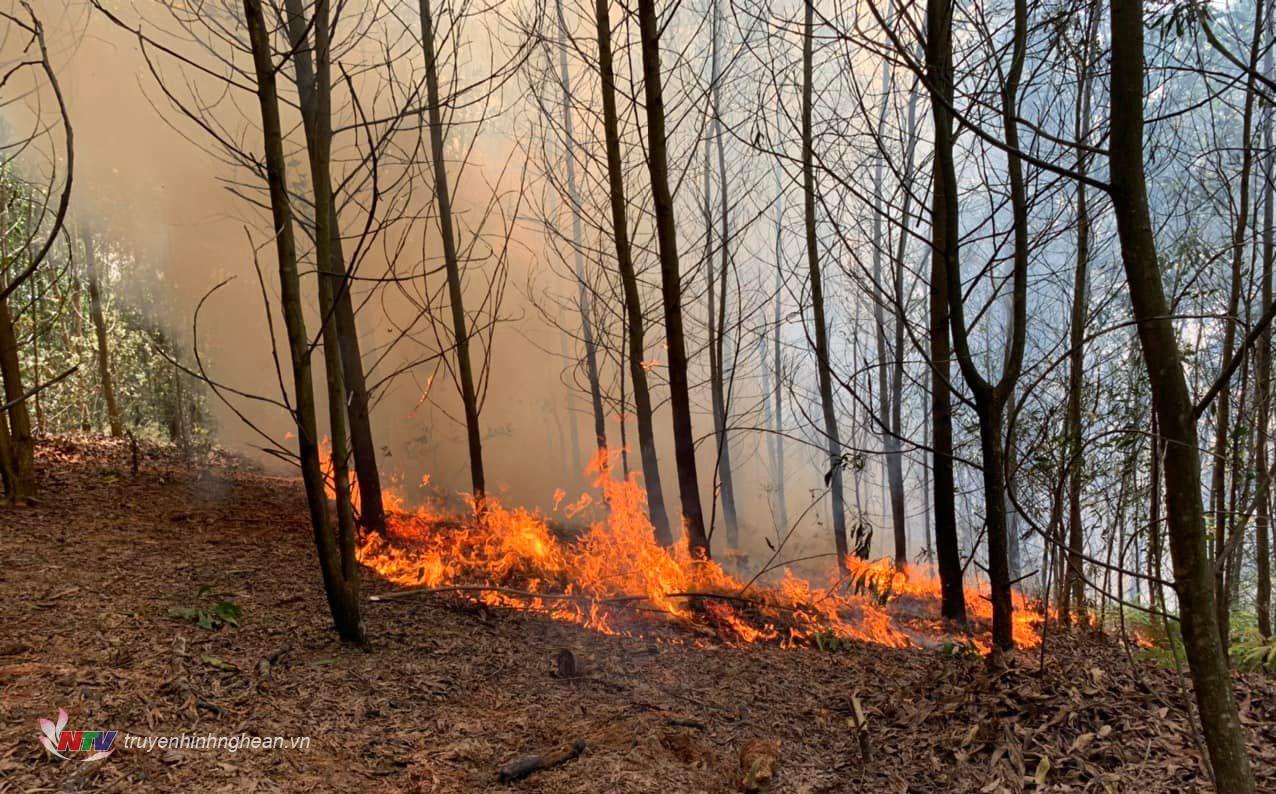 Những hình ảnh đau thương trong thảm hoạ cháy rừng ở Australia  Thời Đại