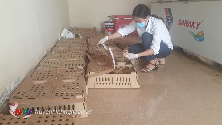 Diễn Châu bắt vụ vận chuyển trên 1000 con gia cầm không rõ nguồn gốc