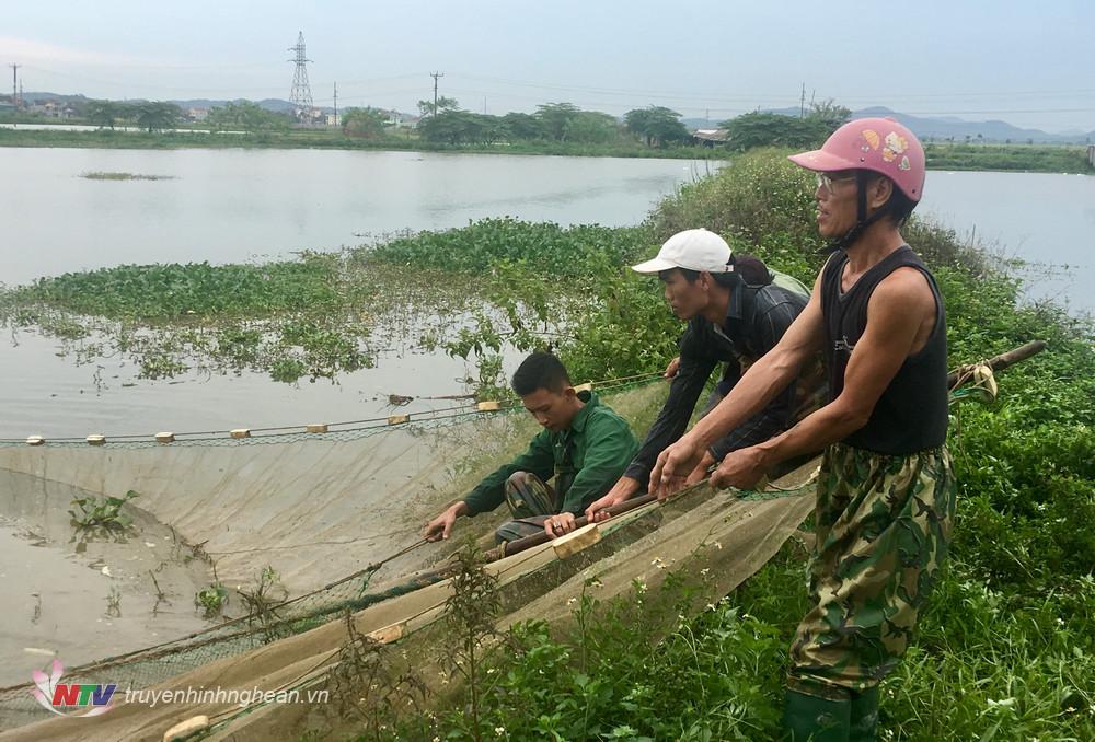 Việc bảo vệ sản lượng cá đã trở thành thông lệ trước mùa mưa bão của những người dân nuôi cá trên ruộng lúa ở Đô Lương.