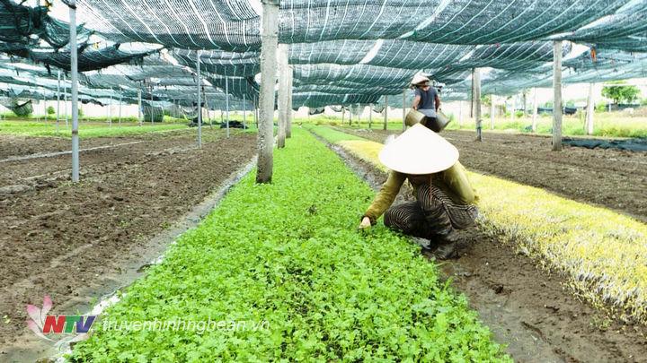 Thăm những vùng chuyên canh rau ở Nghệ An trong ngày Tết độc lập