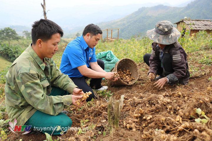 Cây gừng - cây xóa đói giảm nghèo ở Kỳ Sơn.