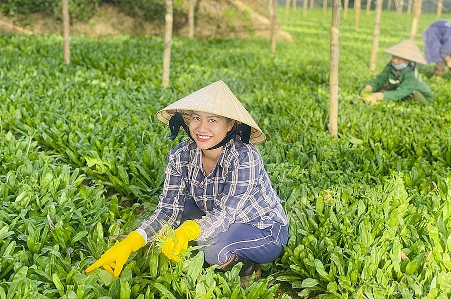 Sản phẩm rau mùi ở xã Diễn Thái (huyện Diễn Châu), được gắn 3 sao của chương trình OCOP năm 2020 và đã xuất khẩu sang nhiều thị trường khó tính như Hàn Quốc, Nhật Bản. Hiện địa phương đã xuất khẩu rau mùi tàu với giá 25.000 - 27.000 đồng/kg, trong khi bán trên thị trường trong nước chỉ có10.000 đồng/kg.