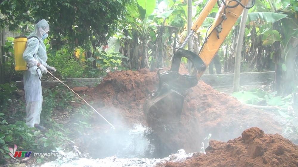 Nghĩa Đàn tiêu hủy gần 300 kg lợn nhiễm dịch tả lợn Châu Phi