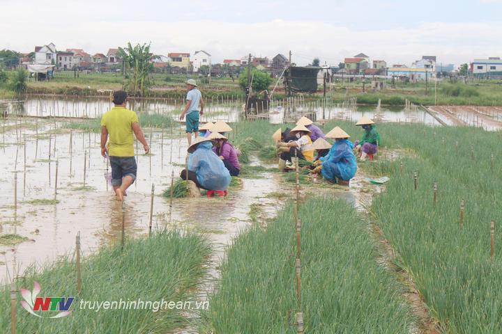 Nông dân Quỳnh Lưu thu hoạch rau màu chạy bão Conson