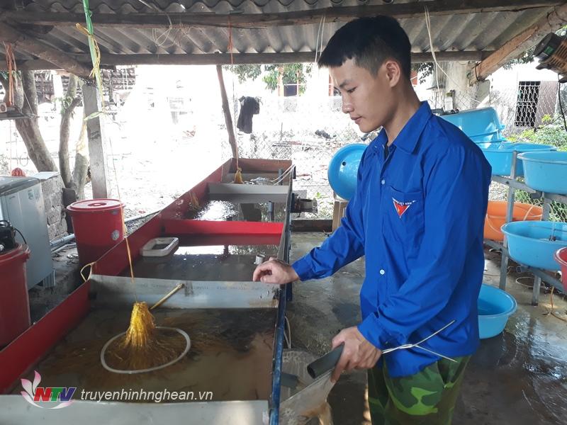 Chàng trai trẻ thu nhập hàng trăm triệu đồng mỗi năm từ nuôi lươn giống