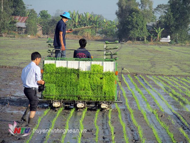 Quỳnh Lưu phấn đấu sản xuất trên 12.600 ha cây trồng vụ xuân năm 2020