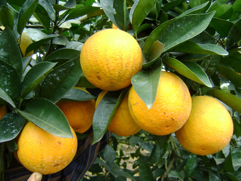Đặc sản cam Vinh chín mọng vào mùa thu hoạch, giá từ 35.000 - 45.000 đồng/kg