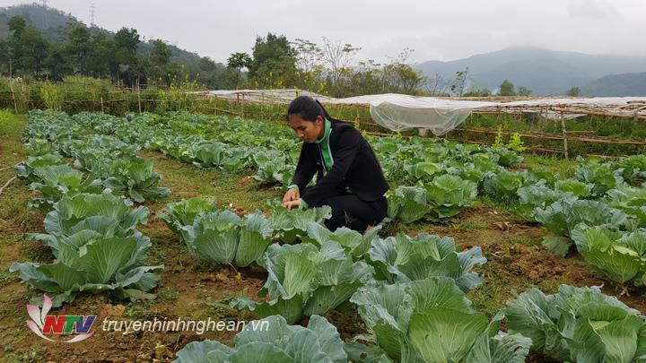 Mùa nào thức ấy, bà con trồng đủ các loại rau sạch quanh năm không cho đất nghỉ,