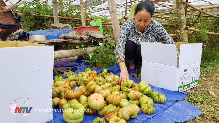 Sản phẩm "Cà chua múi bản Phòng" đang được bà Lô Thị Diêu đóng gói để vận chuyển cho khách hàng tại Hà Nội.