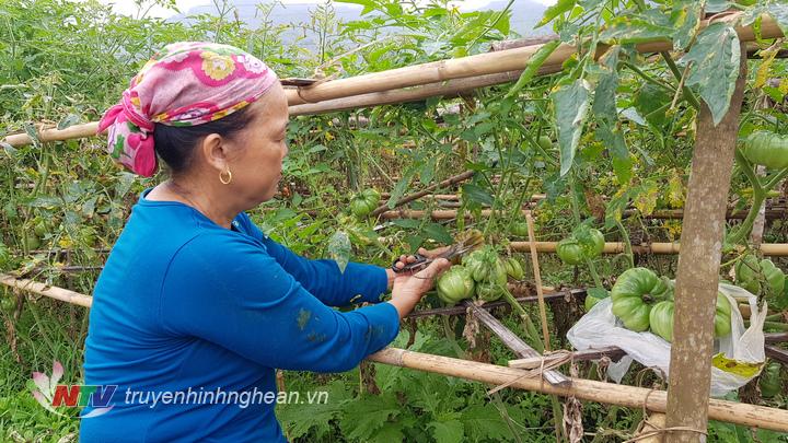 Tất cả các công đoạn trông rau và chăm sóc rau đều được làm bà con bằng phương pháp thủ công, không sử dụng các loại thuốc hóa học.