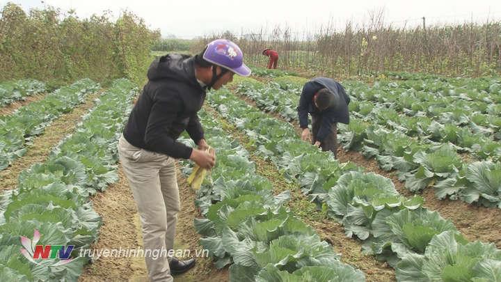 Nông dân Nam Đàn tập trung sản xuất rau an toàn phục vụ Tết nguyên đán