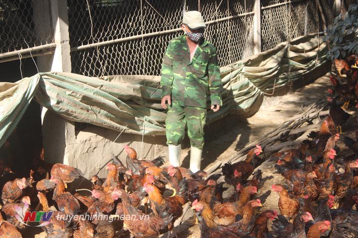  Trang trại nuôi gà đẹm lót sinh học của gia đình bà Lê Thị Dung ở thôn 7 xã Quỳnh Vinh đem lại hiệu quả kinh tế cao 