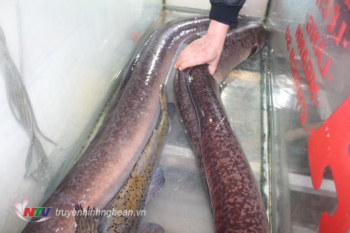 Nghệ An: Người dân bắt được 2 con cá lệch “khủng”, nặng hơn 30kg