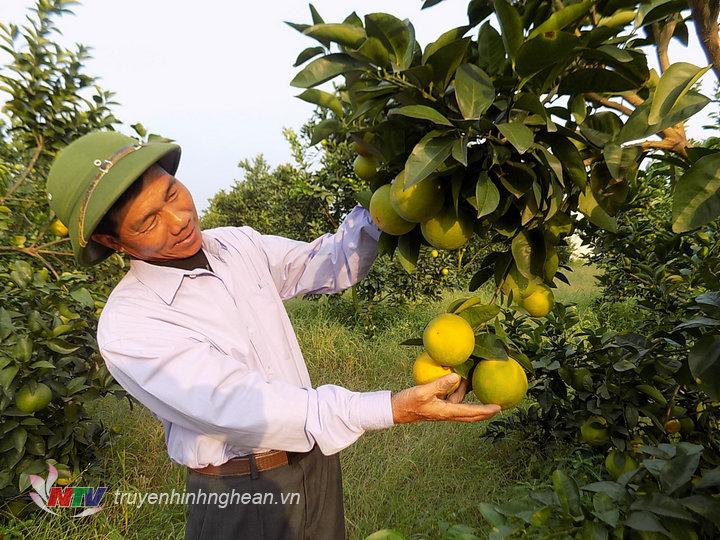 Vườn cam của gia đình ông Hiến xóm Minh Hồ vẫn cho năng suất sản lượng cao.