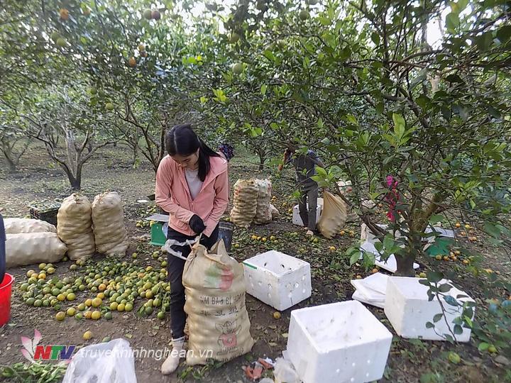 Cam rung tuy có giảm nhưng vẫn còn nhiều gia đình trồng cam ở Quỳ Hợp vẫn bị thiệt hại.JPG