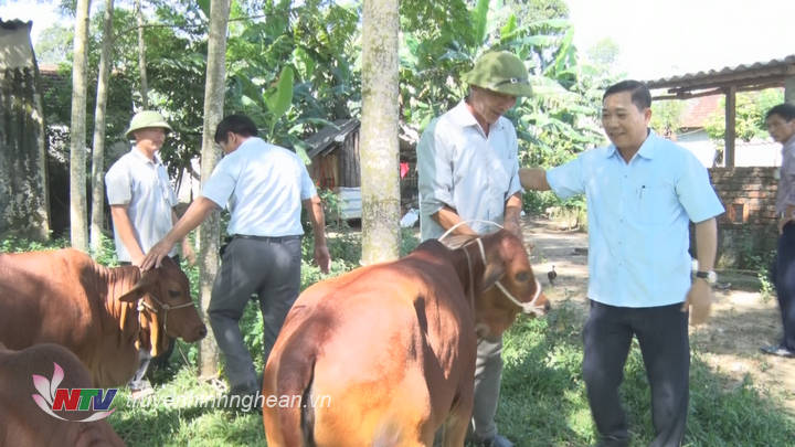Lãnh đạo huyện Tân Kỳ đã trao bò giống hỗ trợ hộ nghèo ở xã Hương Sơn.