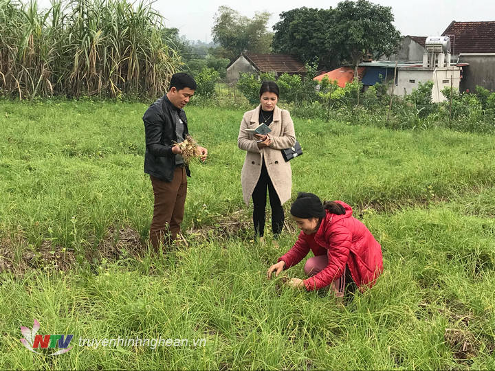 Hơn 3,5ha hành tăm đươc trồng tại xã Nghĩa Trung .