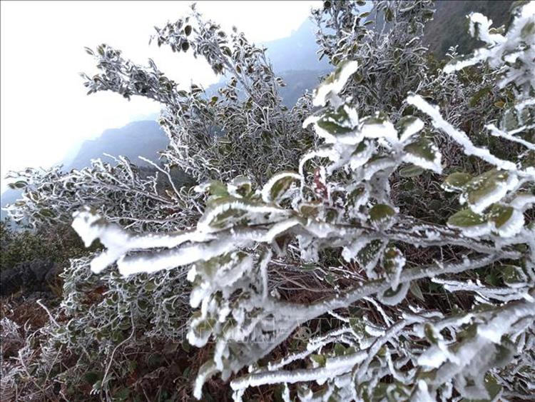 Băng tuyết phủ trắng cây cối trên nhiều ngọn núi cao của xã Xín Cái, huyện Mèo Vạc (Hà Giang). 