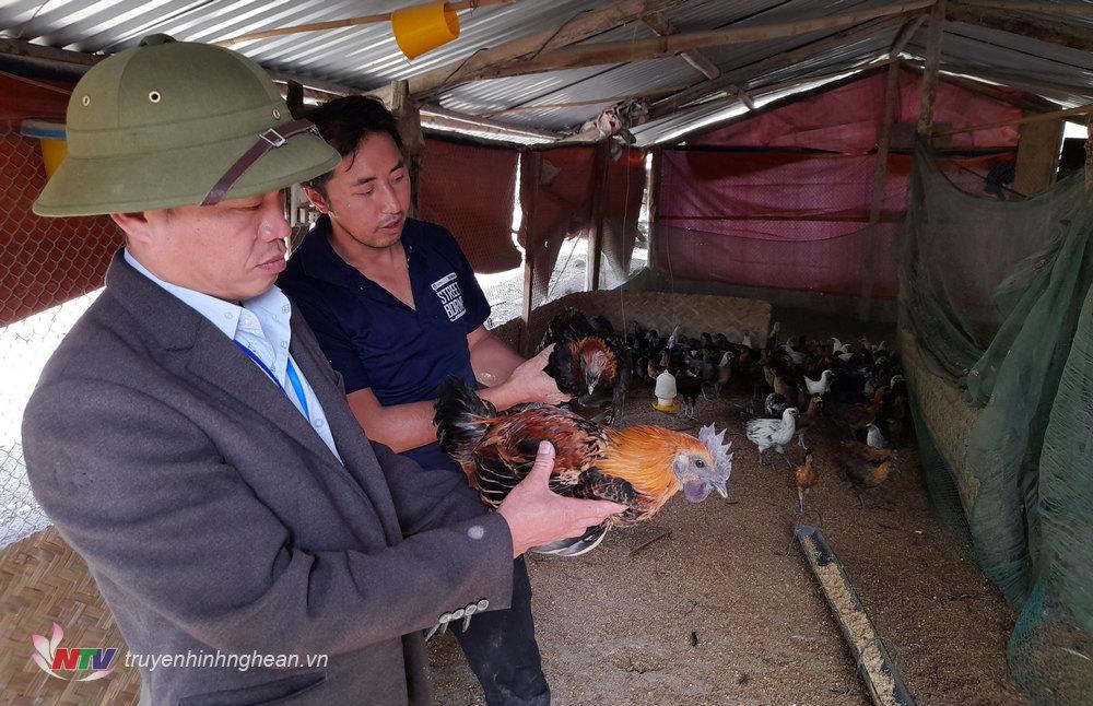 10 hộ dân tại xã Mường Lống được chọn, xây dựng mô hình chăn nuôi gà đen, trở thành sản phẩm OCOP