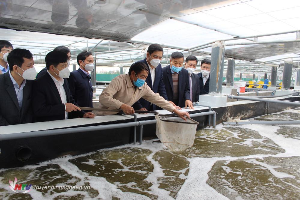 Phó chủ tịch UBND tỉnh Hoàng Nghĩa Hiếu và đoàn kiểm tra thực tế mô hình sản xuất tôm theo ba giai đoạn có sử dụng tảo xoắn tại xã Quỳnh Lương, huyện Quỳnh Lưu.