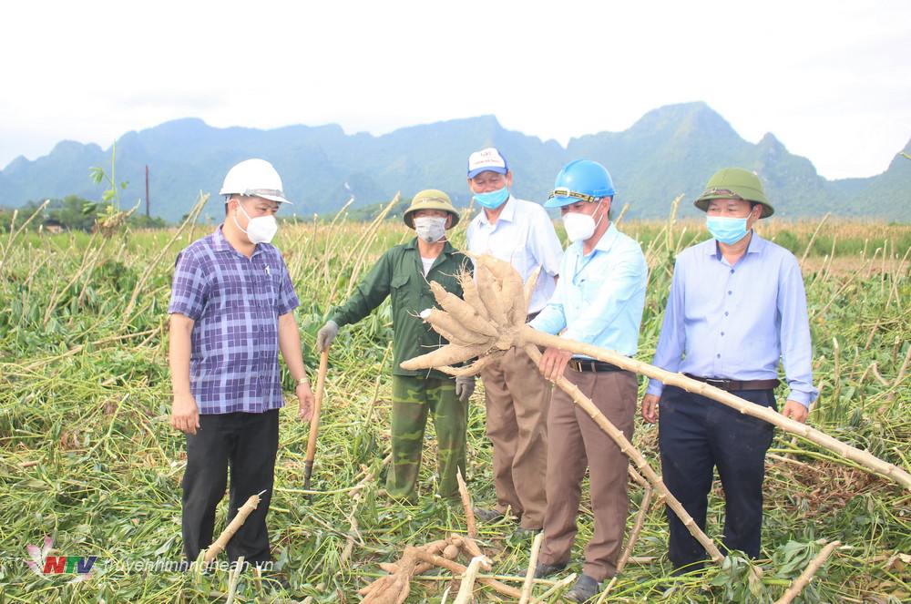 Hiệu quả từ chuyển đổi trồng sắn nguyên liệu trên đất bãi ở Anh Sơn