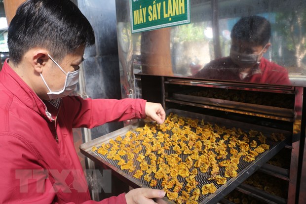 Sản xuất trà hoa vàng ở thị trấn Kim Sơn (Quế Phong, Nghệ An). 