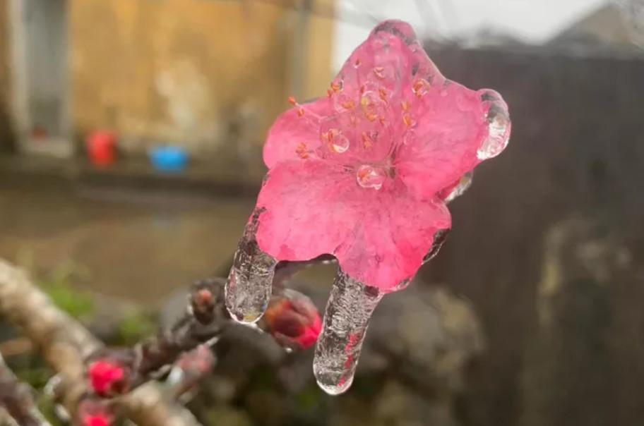 Hoa đào đóng băng giữa mùa xuân Hà Giang