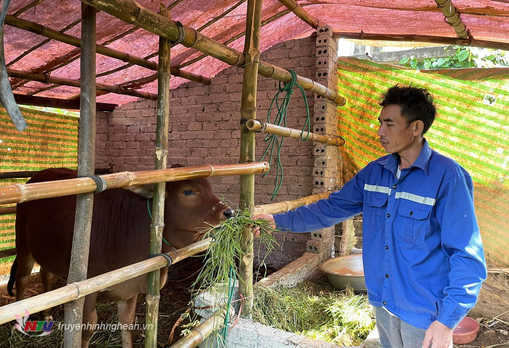 Người dân miền núi Nghệ An chủ động phòng chống rét cho đàn gia súc, gia cầm