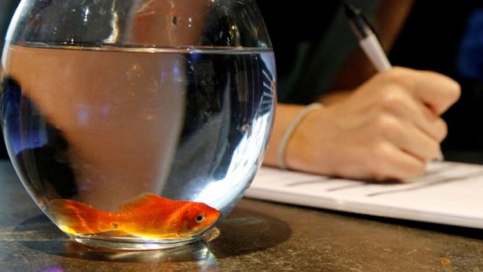 Bể cá tròn được cho là sẽ khiến cá vàng chết sau một thời gian ngắn. Nguồn: Reuters