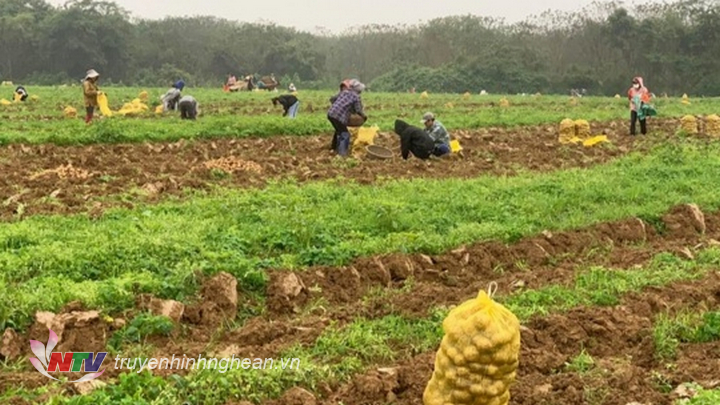 Nông dân Thanh Chương hối hả thu hoạch vụ khoai tây trắng đầu tiên