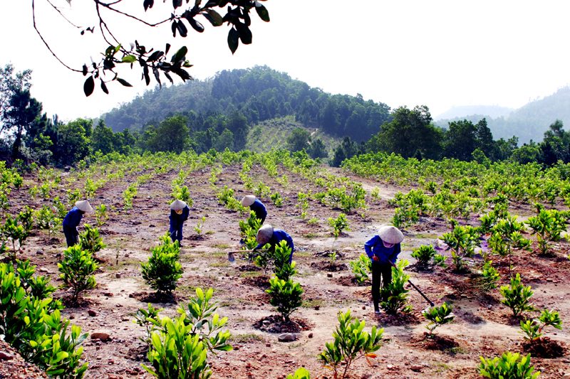 Nghệ An: Ban hành Chỉ thị tổ chức &quote;Tết trồng cây&quote; xuân Nhâm Dần 2022