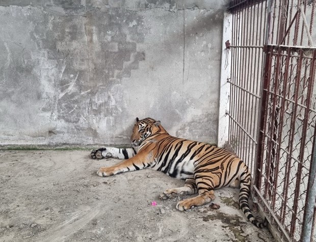 Cá thể hổ được bàn giao lại cho vườn thú Thảo cầm viên Sài Gòn (Thành phố Hồ Chí Minh). 