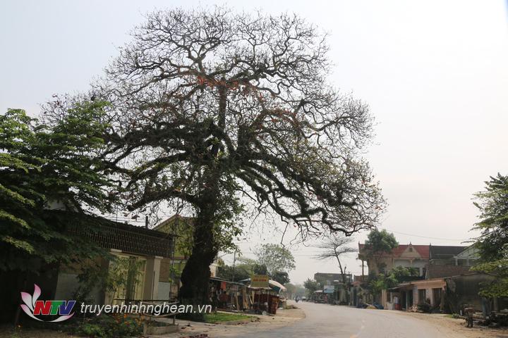 Ngắm cây bàng cổ gần 300 năm tuổi ở Đô Lương