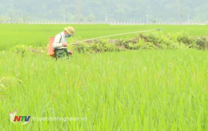 Nông dân Tiến hành phun trừ bằng các loại thuốc đặc hiệu nhằm đảm bảo cho cây lúa tiếp tục sinh trưởng  và phát triển tốt