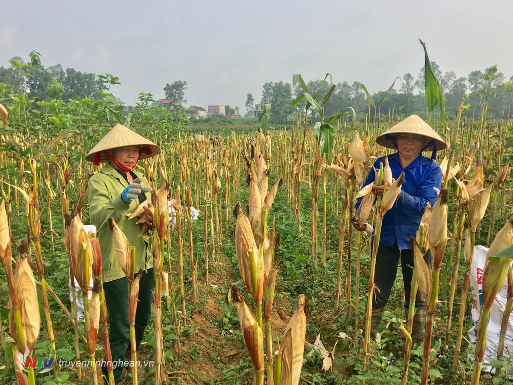 Nông dân Đô Lương phấn khởi thu hoạch ngô.