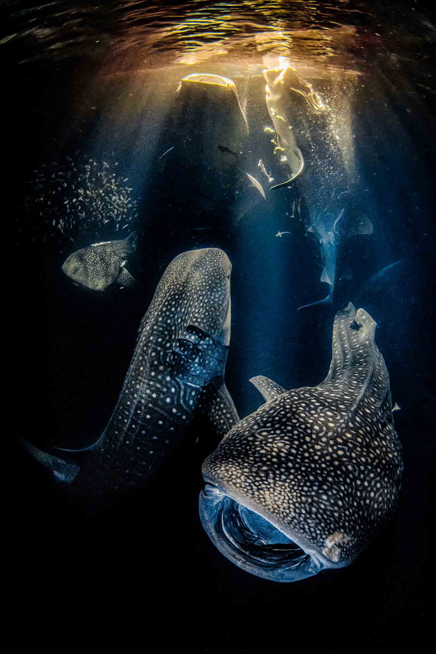 Người chiến thắng chung cuộc của cuộc thi là nhiếp ảnh gia người Tây Ban Nha Rafael Fernandez Caballero. Bức ảnh đoạt giải của anh chụp 5 con cá mập voi cùng nhau kiếm ăn vào ban đêm ở vùng biển Ari Atoll, Maldives. Chia sẻ về tác phẩm, nhiếp ảnh gia nói: Phép thuật xảy ra trong đại dương hàng ngày, nhưng nếu chúng ta không bảo vệ môi trường nước và cá mập, những khoảnh khắc này sẽ sớm trở thành dĩ vãng.